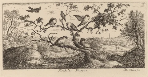 Ficedula, Hýl