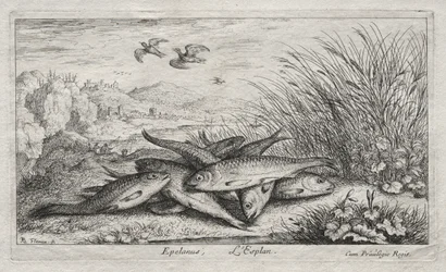 Sladkovodní ryba, část II: Epelanus, L