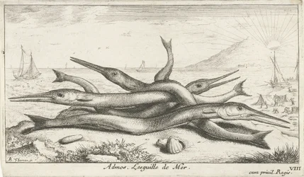 Připnutý na pláži Admos. Lesguille de Mer. (název na objektu) Ryby a další mořští tvorové - slaná voda třetí série (název série) Poissons de mer (název série)