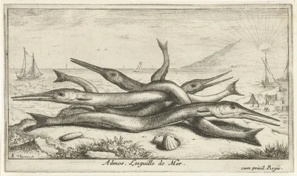 Připnutý na pláži Admos. Lesguille de Mer. (název na objektu) Ryby a další mořští tvorové - slaná voda třetí série (název série) Poissons de mer (název série)