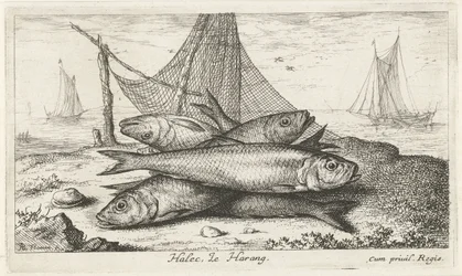 Sleď v rybářské síti Halec, Le Harang. (název na objektu) Ryby a další mořští tvorové - slaná voda druhá série (název série) Poissons de mer (název série)