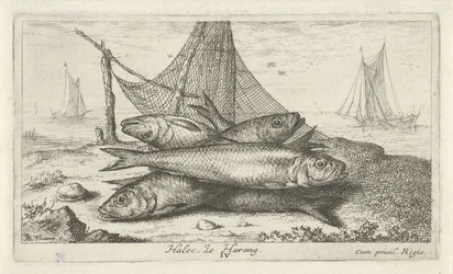 Sleď v rybářské síti Halec, Le Harang. (název na objektu) Ryby a další mořští tvorové - slaná voda druhá série (název série) Poissons de mer (název série)