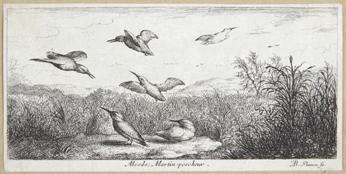Ledňáček říční (Alcedo)