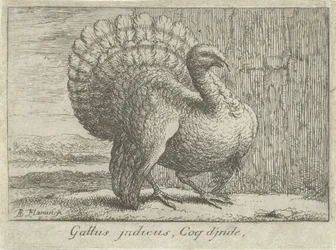 Landschap se setkal s kalkoenem Gallus indicus, Coq d