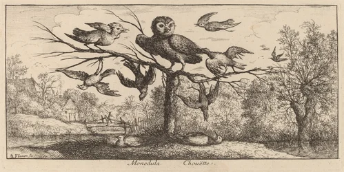 Monedula, sova
