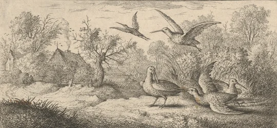 Rusticula, sluka lesní: Livre d