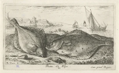 Dvě platýse na pláži psetta. La Plye. (název na objektu) Ryby a další mořští tvorové - slaná voda druhá série (název série) Poissons de mer (název série)