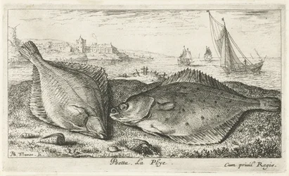 Dvě platýse na pláži psetta. La Plye. (název na objektu) Ryby a další mořští tvorové - slaná voda druhá série (název série) Poissons de mer (název série)