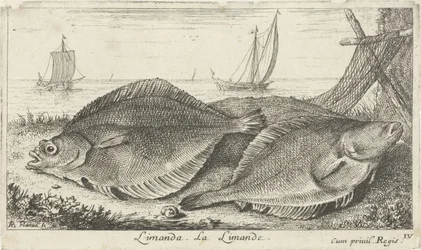 Dva šmouhy na pláži limanda. La Limande. (název na objektu) Ryby a další mořští tvorové - slaná voda třetí série (název série) Poissons de mer (název série)