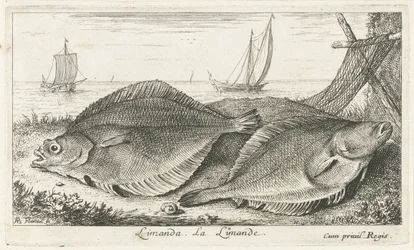 Dva šmouhy na pláži limanda. La Limande. (název na objektu) Ryby a další mořští tvorové - slaná voda třetí série (název série) Poissons de mer (název série)