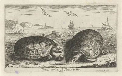 Dvě želvy na pláži Testudo marina; La Tortuë de Mer (název na objektu) Ryby a další mořští tvorové - slaná voda druhá série (název série) Poissons de mer (název série)