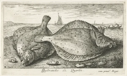 Dva platýs na pláži Quadratulus. LeQuarlet. (název na objektu) Ryby a další mořští tvorové - slaná voda třetí série (název série) Poissons de mer (název série)