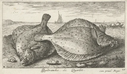 Dva platýs na pláži Quadratulus. LeQuarlet. (název na objektu) Ryby a další mořští tvorové - slaná voda třetí série (název série) Poissons de mer (název série)