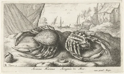 Dva krabi pavoučí poblíž rybářské sítě Araneus Marinus Aragnée de Mer (titul na předmětu) Ryby a další mořští tvorové - slaná voda druhá série (název série) Poissons de mer (název série)