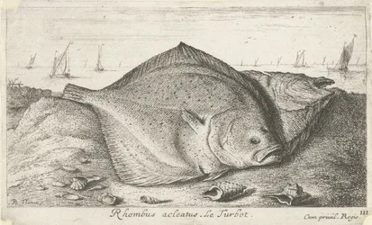 Dvě kambaly na pláži Rhombus acleatus. Le Turbot. (název na objektu) Ryby a další mořští tvorové - slaná voda třetí série (název série) Poissons de mer (název série)