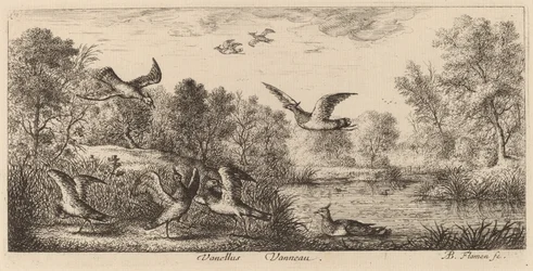 Vanellus, Čejka