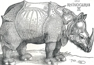 A Rhinoceros, 1515, 1906