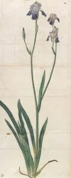 Modrý kvetoucí kosatec - Iris Germanica (Iris Trojana?). Kolem roku 1503