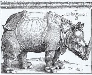 Latinsky:  Rhinocerus Nosorožec