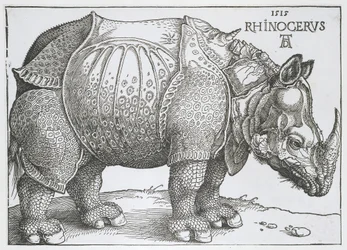 Neushoorn Rhinocerus (název na objektu)