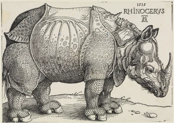 Rhinocerus (Nosorožec)