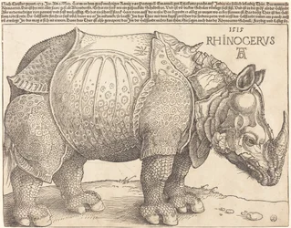 Nosorožec, 1515