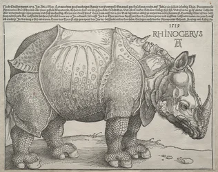 Nosorožec, 1515