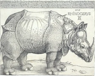 Nosorožec, 1515, 1515.