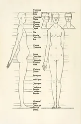 Ženský anatomický dřevoryt z 