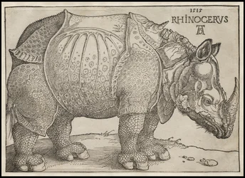 Nosorožec, 1515