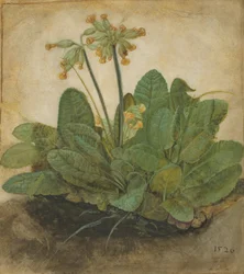 Chomáč pasteveckých, 1526