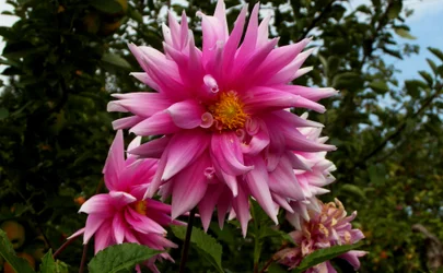 Zahrada, 2019, (fotografie)