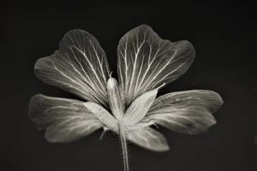 jasnost, 2019, (fotografie)