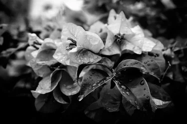 cluster, 2019, (fotografie)