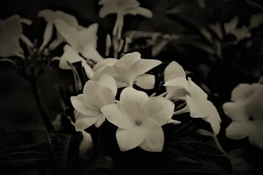dekorace, 2019, (fotografie)