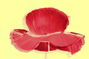 červený tulipán, 2019, (kombinovaná média)