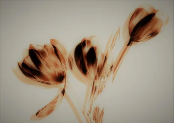 tulipány, 2019, (kombinovaná média)