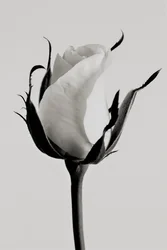 bílá růže, 2019, (fotografie)