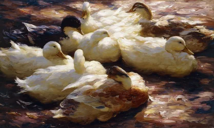 Kachny na břehu řeky