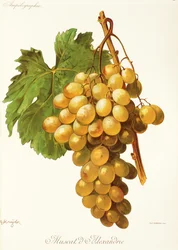 Hrozna Muscat d