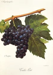 Hrozen Tinto Cao od A. Kreydera