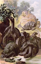 Želvy obrovské z Galapág, z přírodopisné knihy, 1887