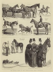 Výstava koní v Agricultural Hall, Islington
