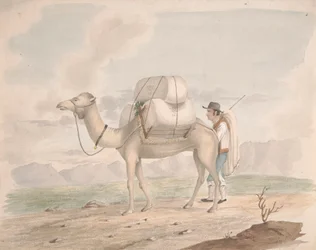 Naložený Camel