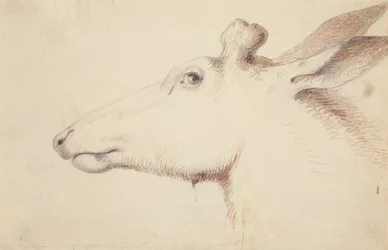 Elk. c.1837 (kresba)