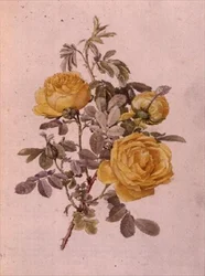 Rosa Genus, č. 10, 755, kolem roku 1910