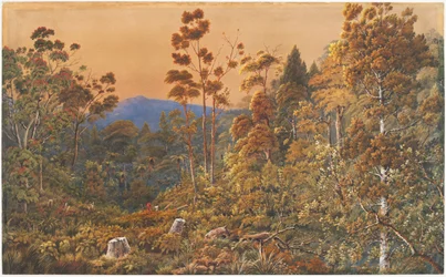 Zlatý večer, ostrov Waiheke