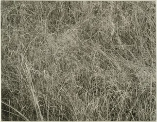Tráva, 1933.