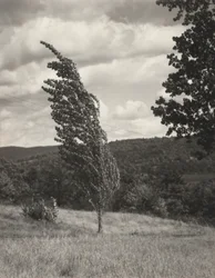 Poplar – Lake George