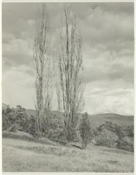 Poplars Lake George